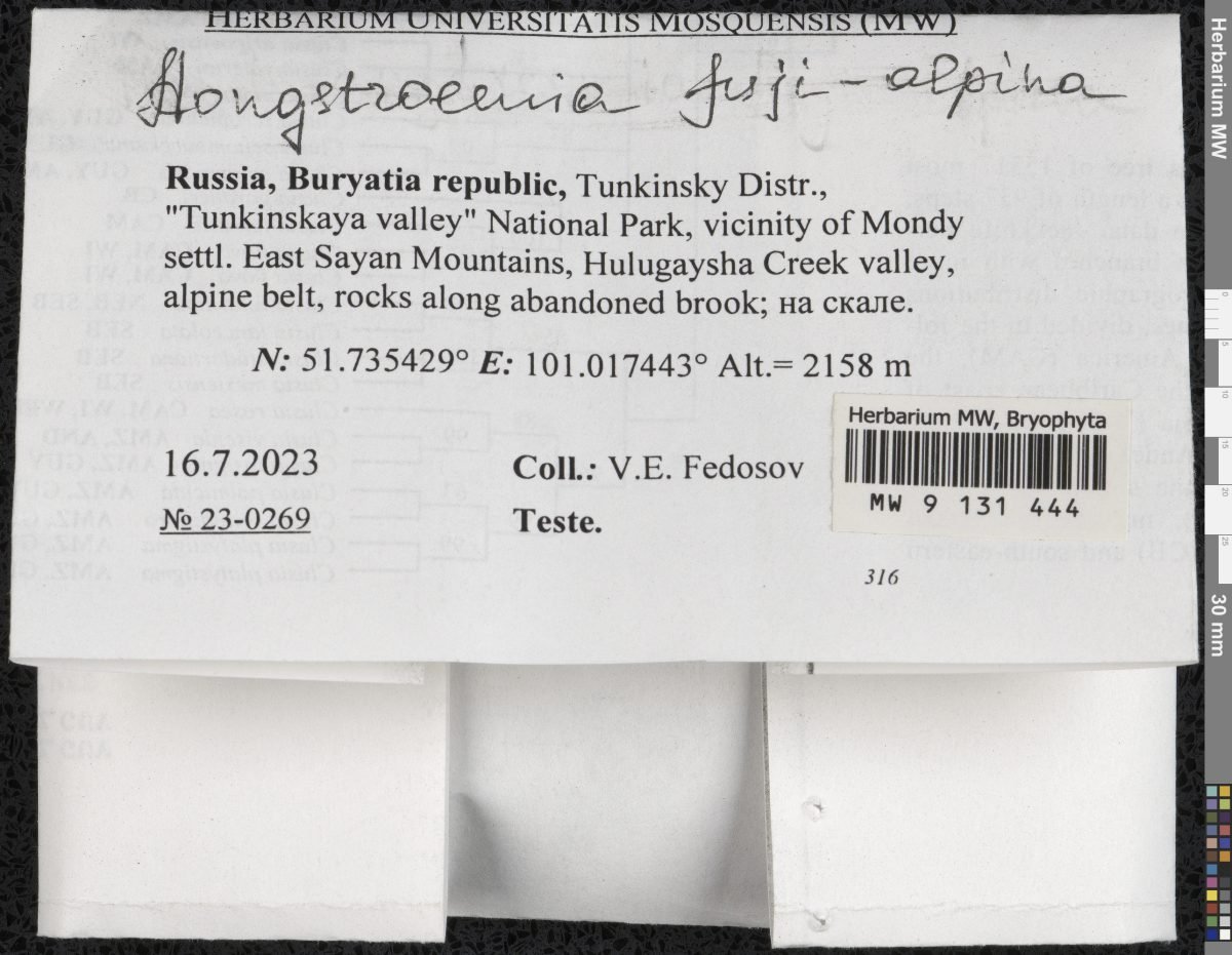 Aongstroemia schreberiana photograph 4