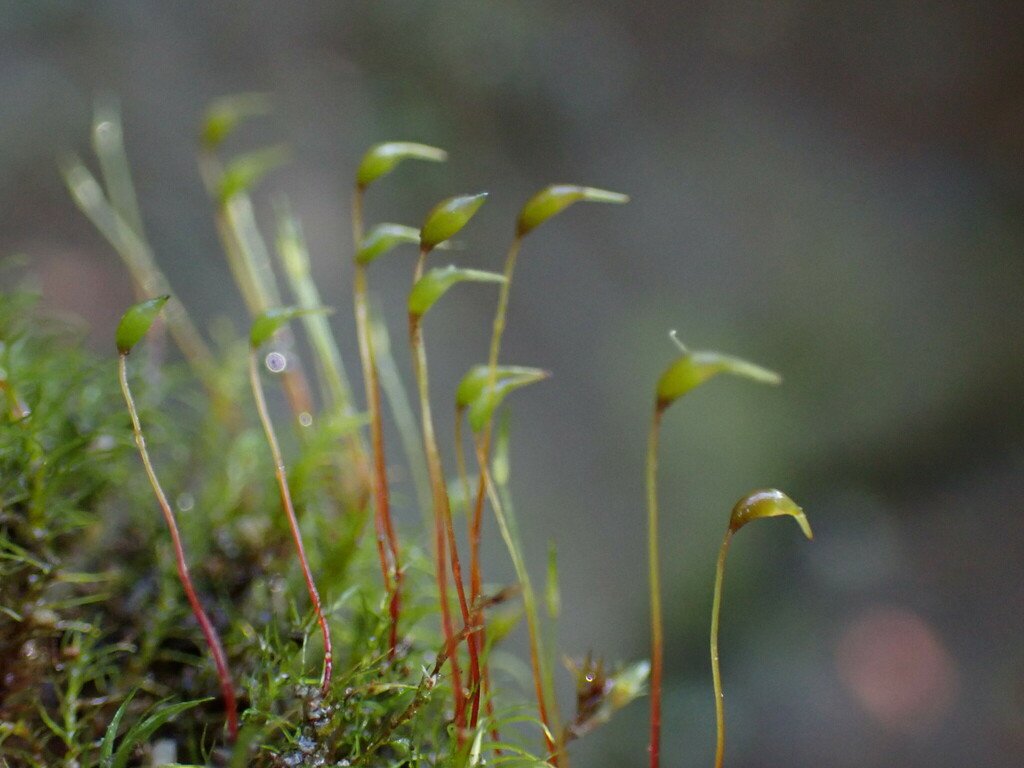 Aongstroemia schreberiana photograph 3