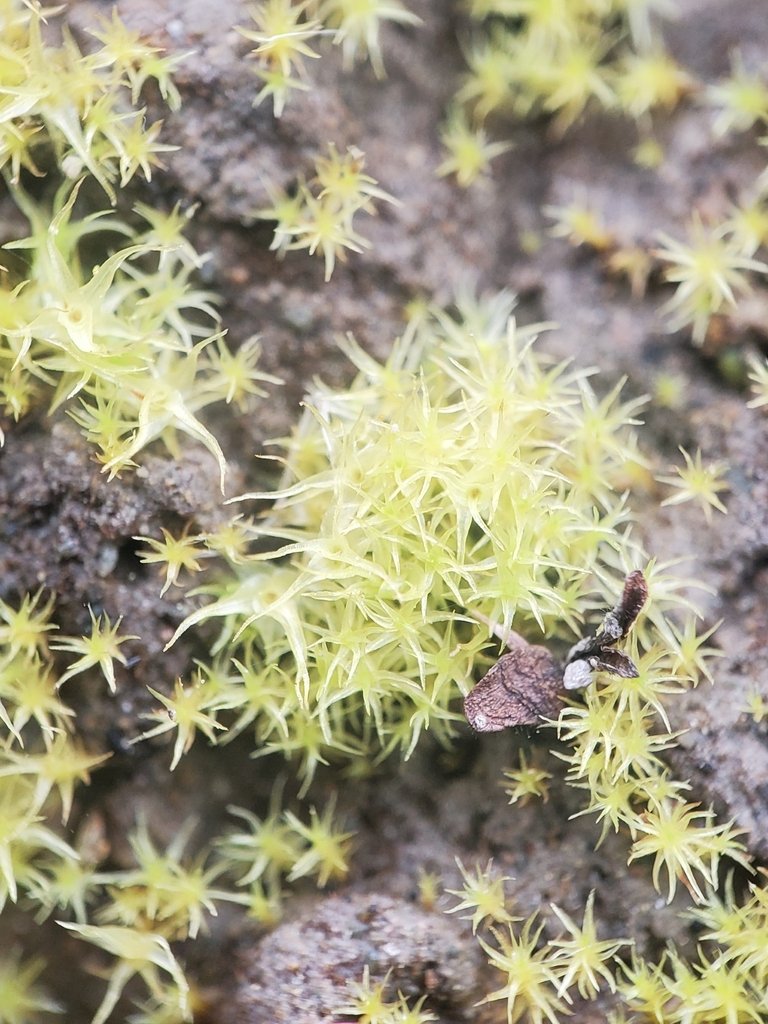 Aongstroemia schreberiana photograph 2