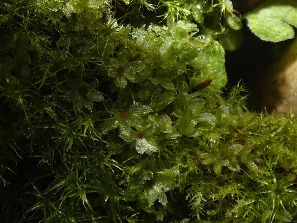 Aongstroemia schreberiana photograph 5