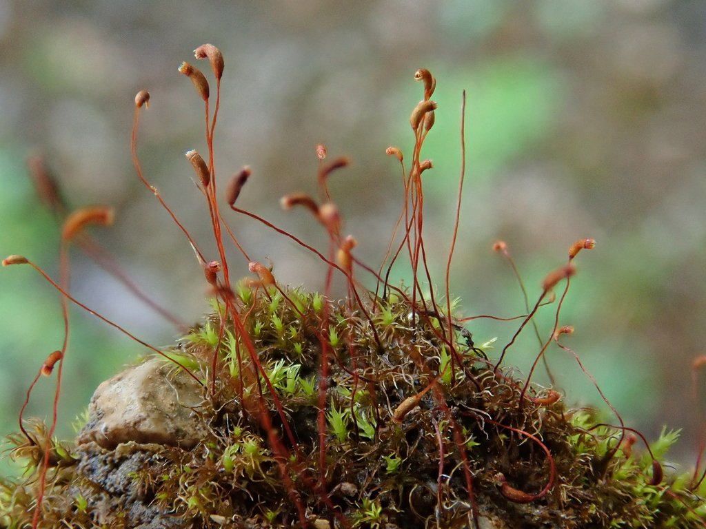 Aongstroemia schreberiana