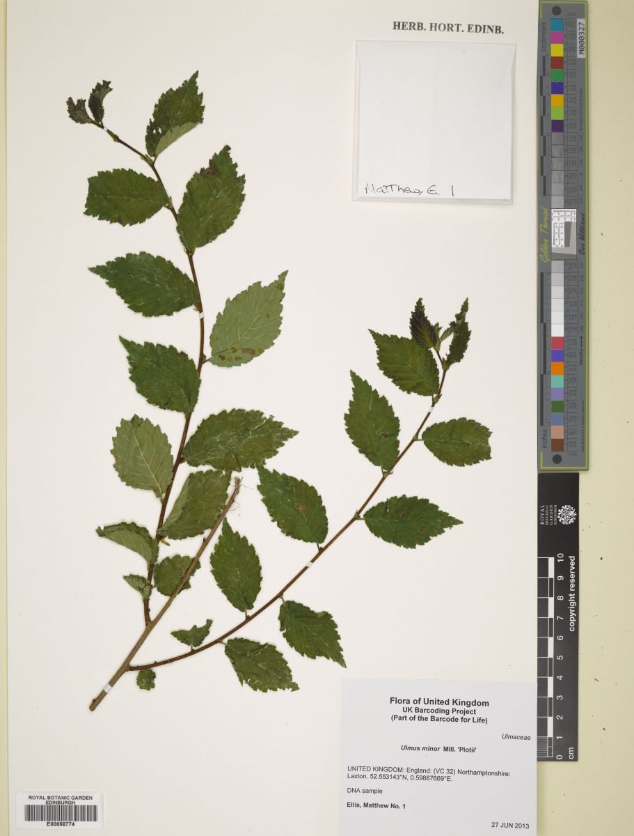 Ulmus minor subsp. minor photograph 6