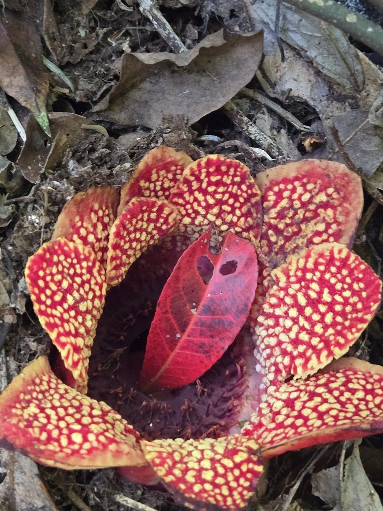 Sapria himalayana f. himalayana photograph 4