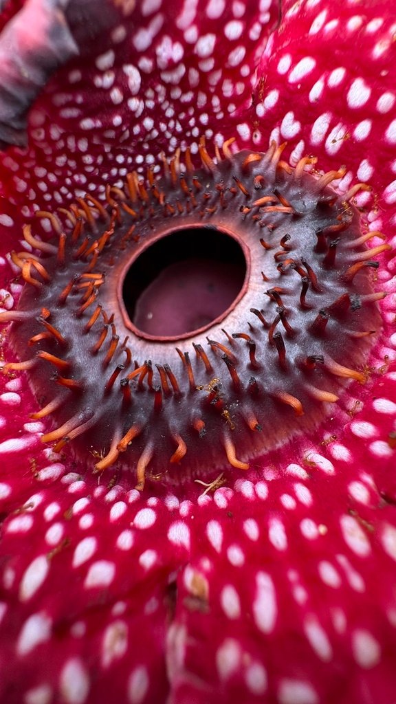 Sapria himalayana f. himalayana photograph 6