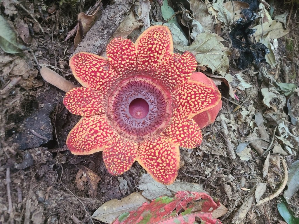 Sapria himalayana f. himalayana photograph 5