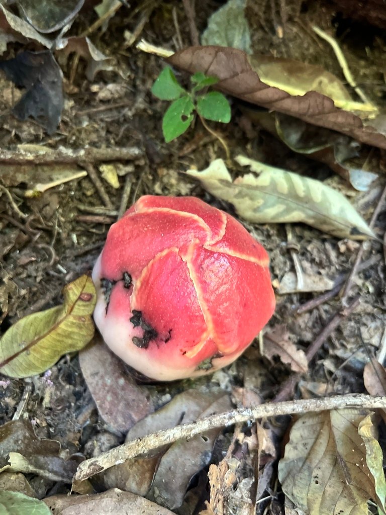 Sapria himalayana f. himalayana