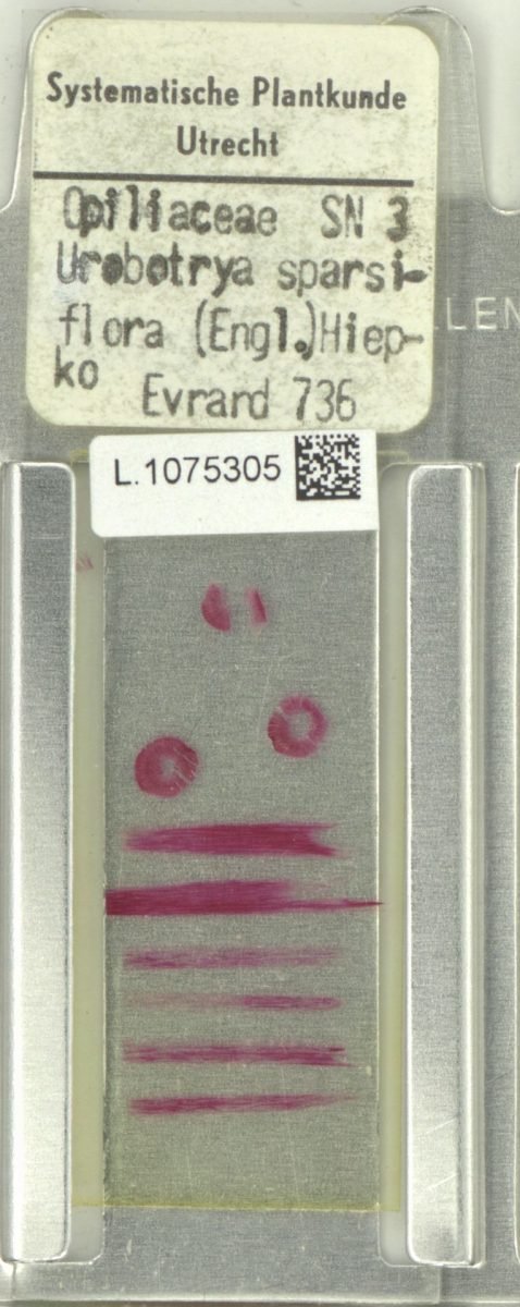 Urobotrya sparsiflora subsp. sparsiflora photograph 3