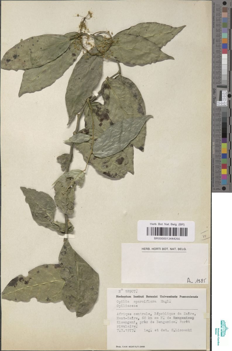 Urobotrya sparsiflora subsp. sparsiflora photograph 2