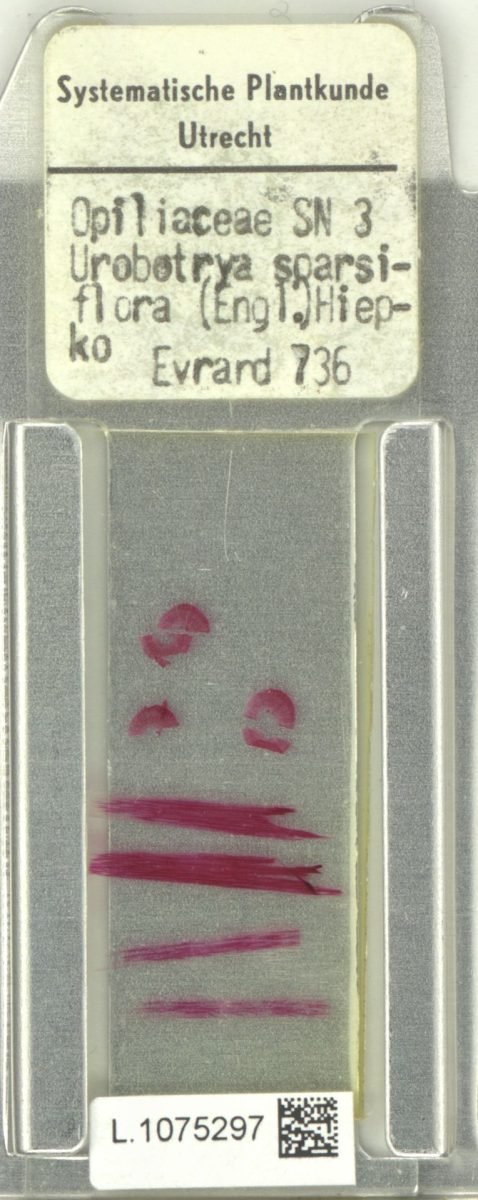 Urobotrya sparsiflora subsp. sparsiflora photograph 6