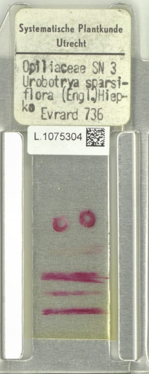 Urobotrya sparsiflora subsp. sparsiflora photograph 5