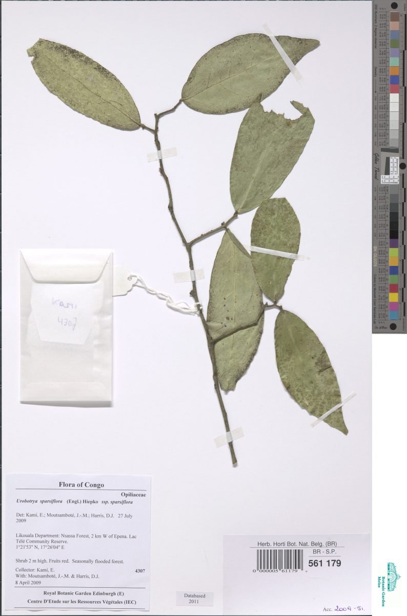 Urobotrya sparsiflora subsp. sparsiflora