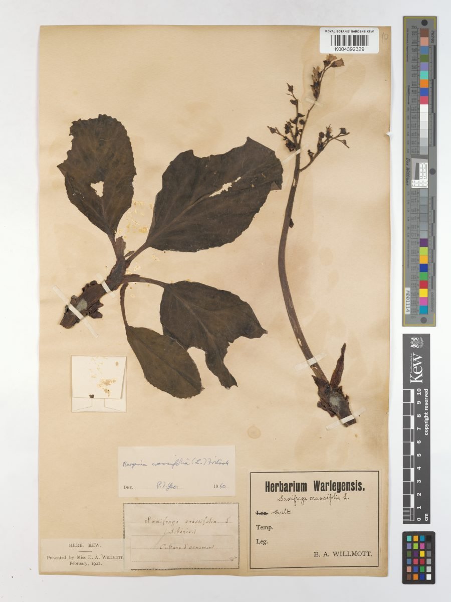 Bergenia crassifolia var. crassifolia photograph 3