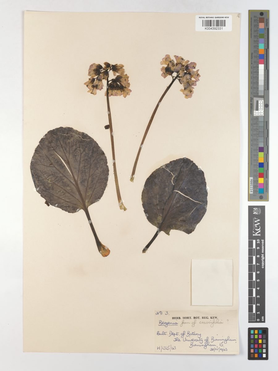 Bergenia crassifolia var. crassifolia