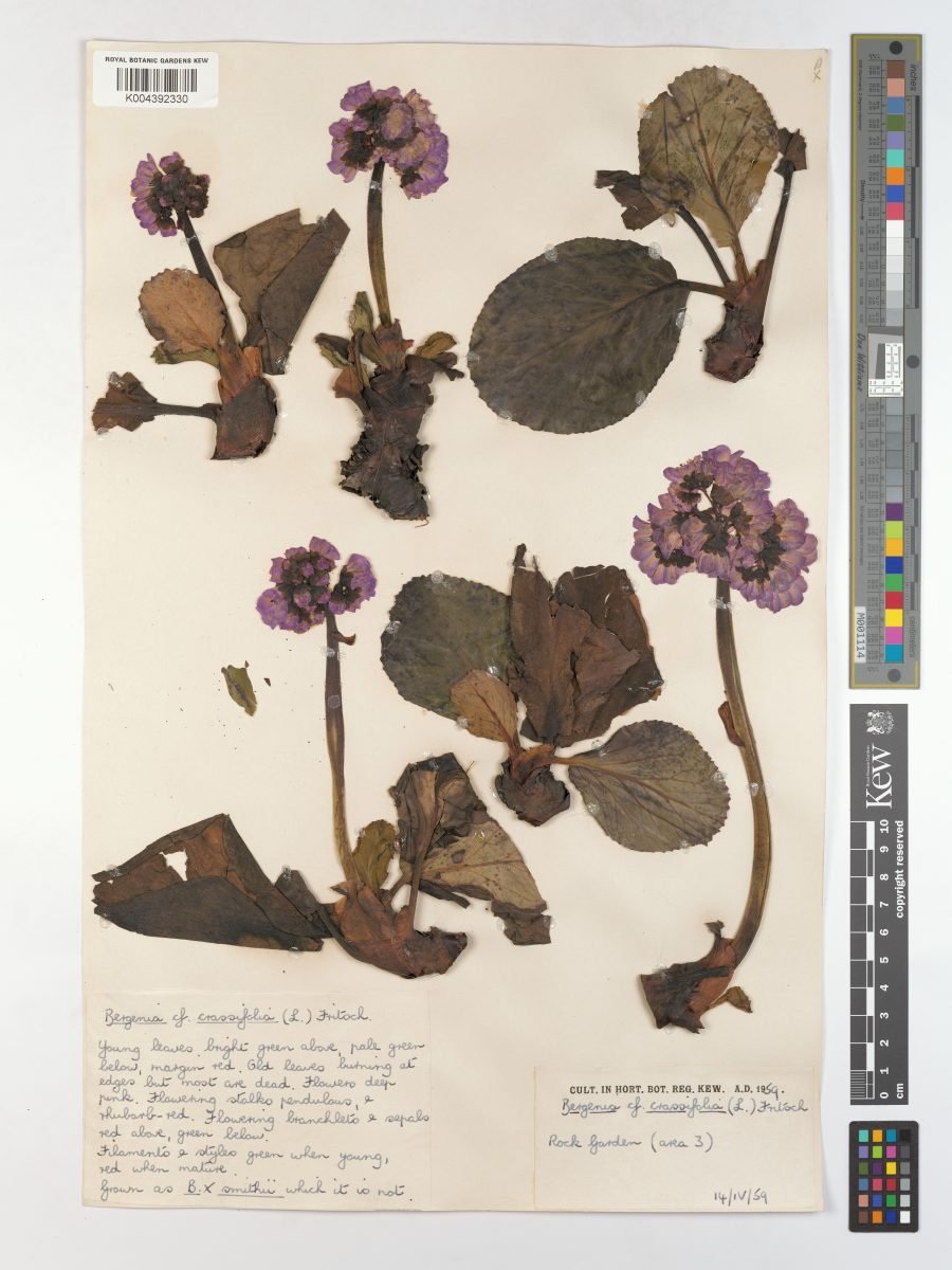 Bergenia crassifolia var. crassifolia photograph 2