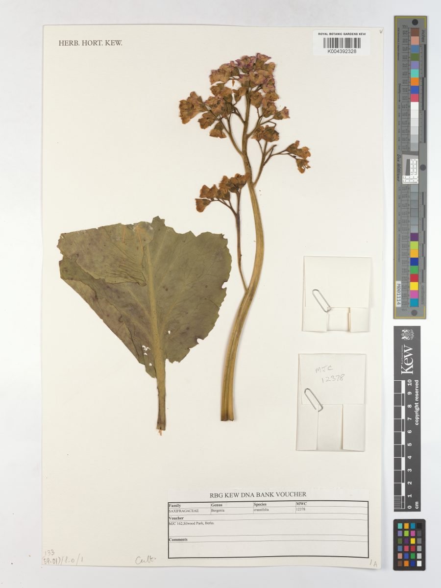 Bergenia crassifolia var. crassifolia photograph 4
