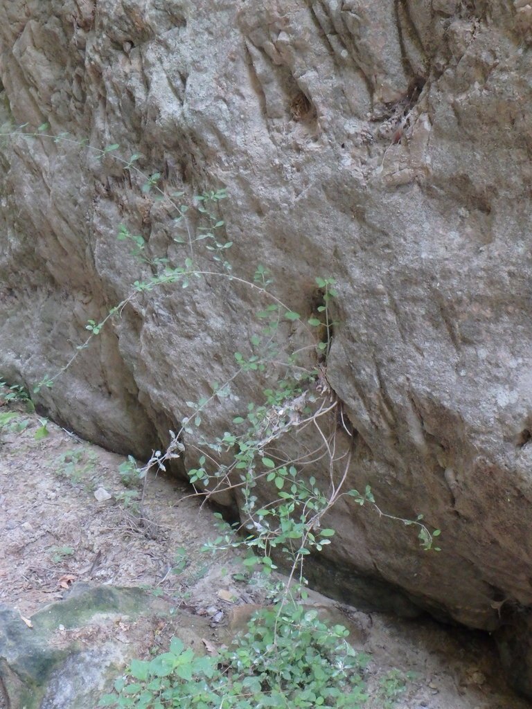Acanthoprasium lorestanicum photograph 6