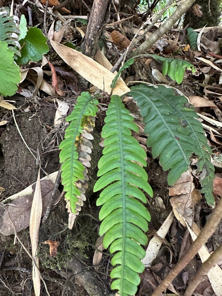 Austroblechnum lechleri subsp. lechleri photograph 6