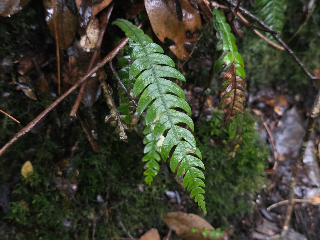 Austroblechnum lechleri subsp. lechleri photograph 5