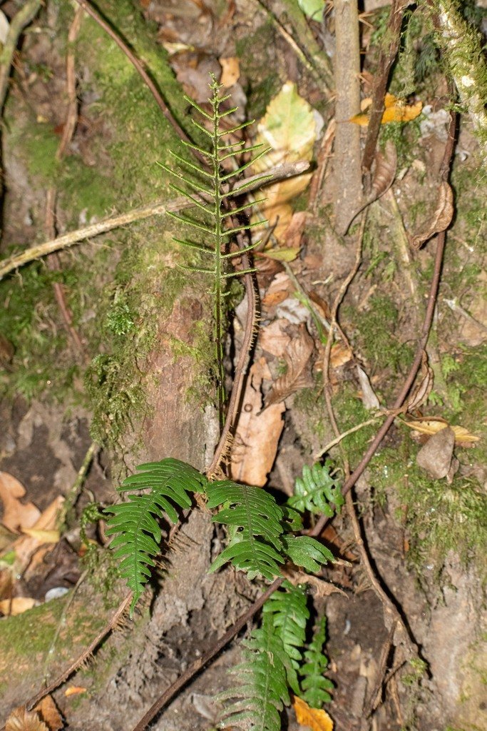 Austroblechnum lechleri subsp. lechleri photograph 2