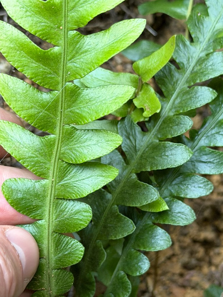 Austroblechnum lechleri subsp. lechleri photograph 4