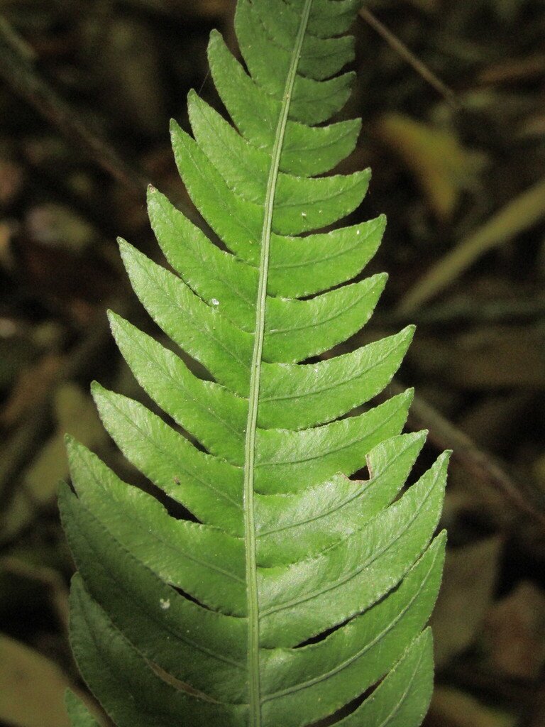 Austroblechnum lechleri subsp. lechleri
