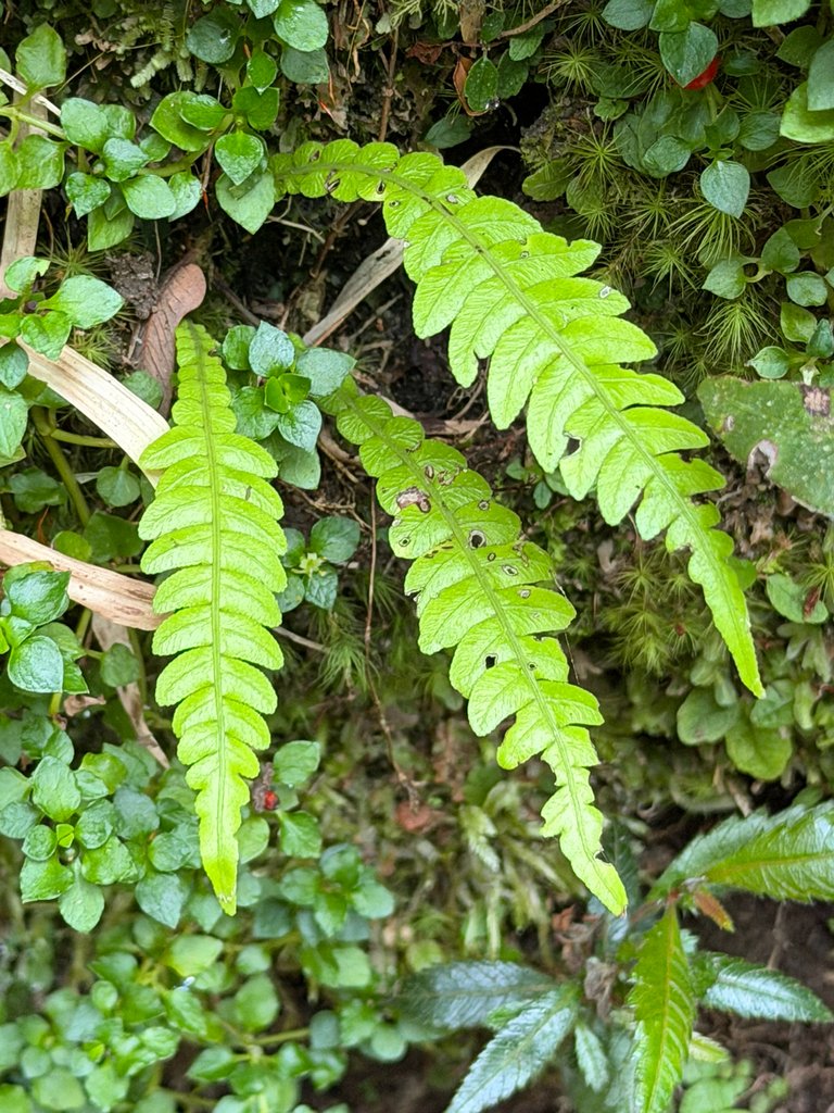 Austroblechnum lechleri subsp. lechleri photograph 3