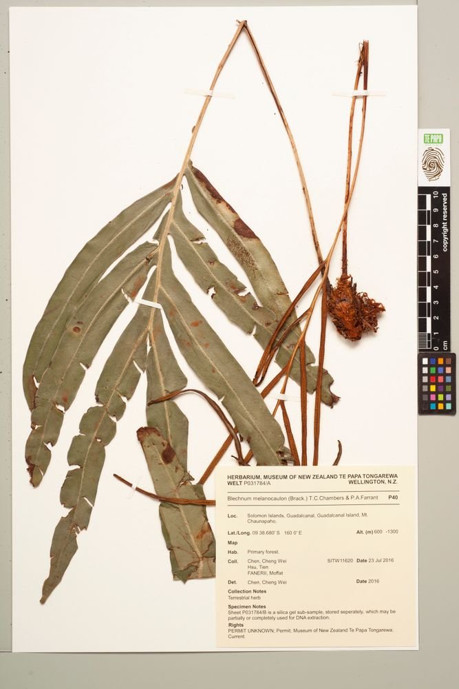 Austroblechnum melanocaulon subsp. melanocaulon