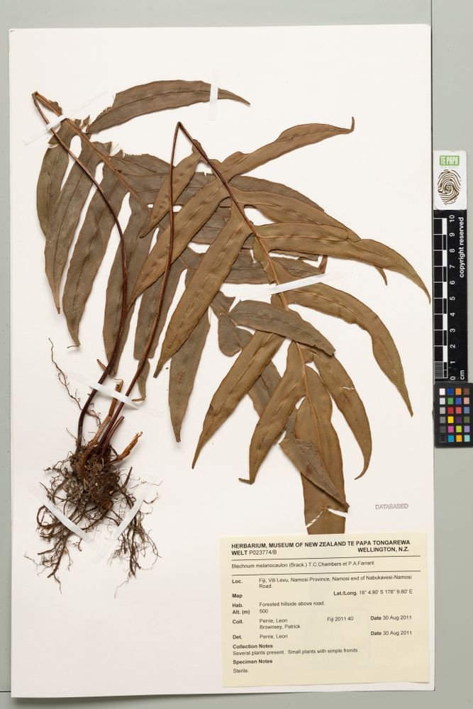 Austroblechnum melanocaulon subsp. melanocaulon photograph 4