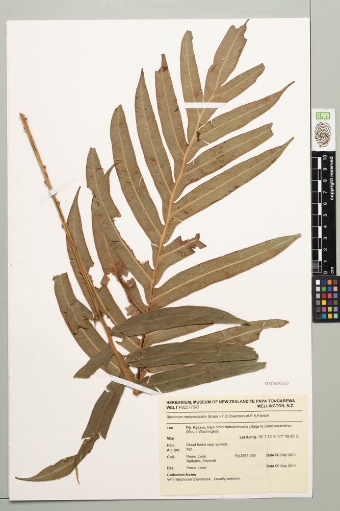 Austroblechnum melanocaulon subsp. melanocaulon photograph 6
