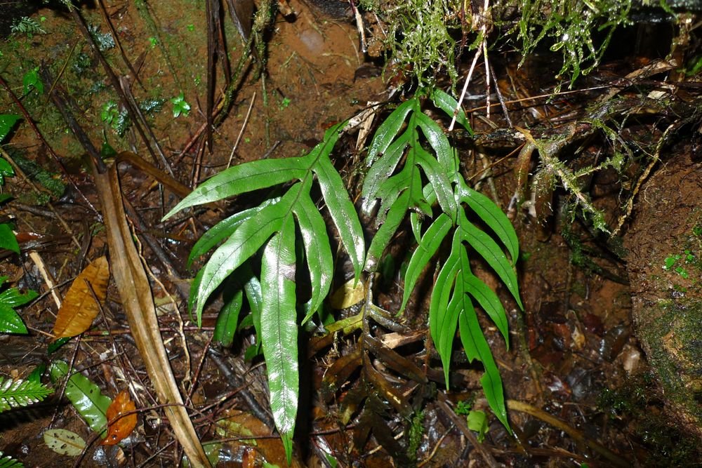 Austroblechnum melanocaulon subsp. melanocaulon photograph 5