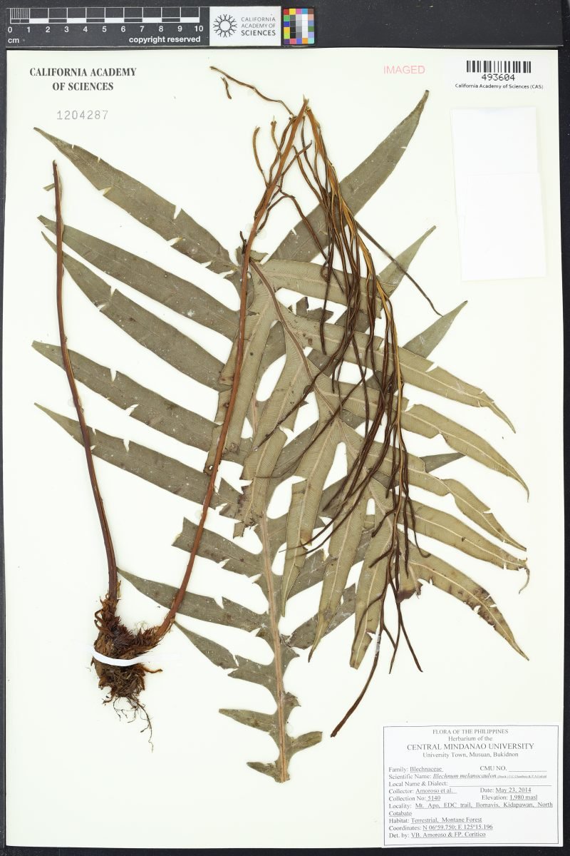 Austroblechnum melanocaulon subsp. melanocaulon photograph 2