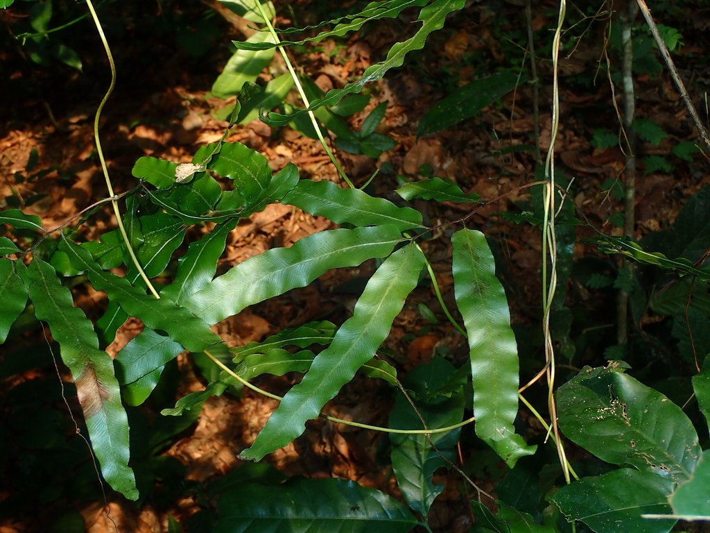 Lygodium smithianum