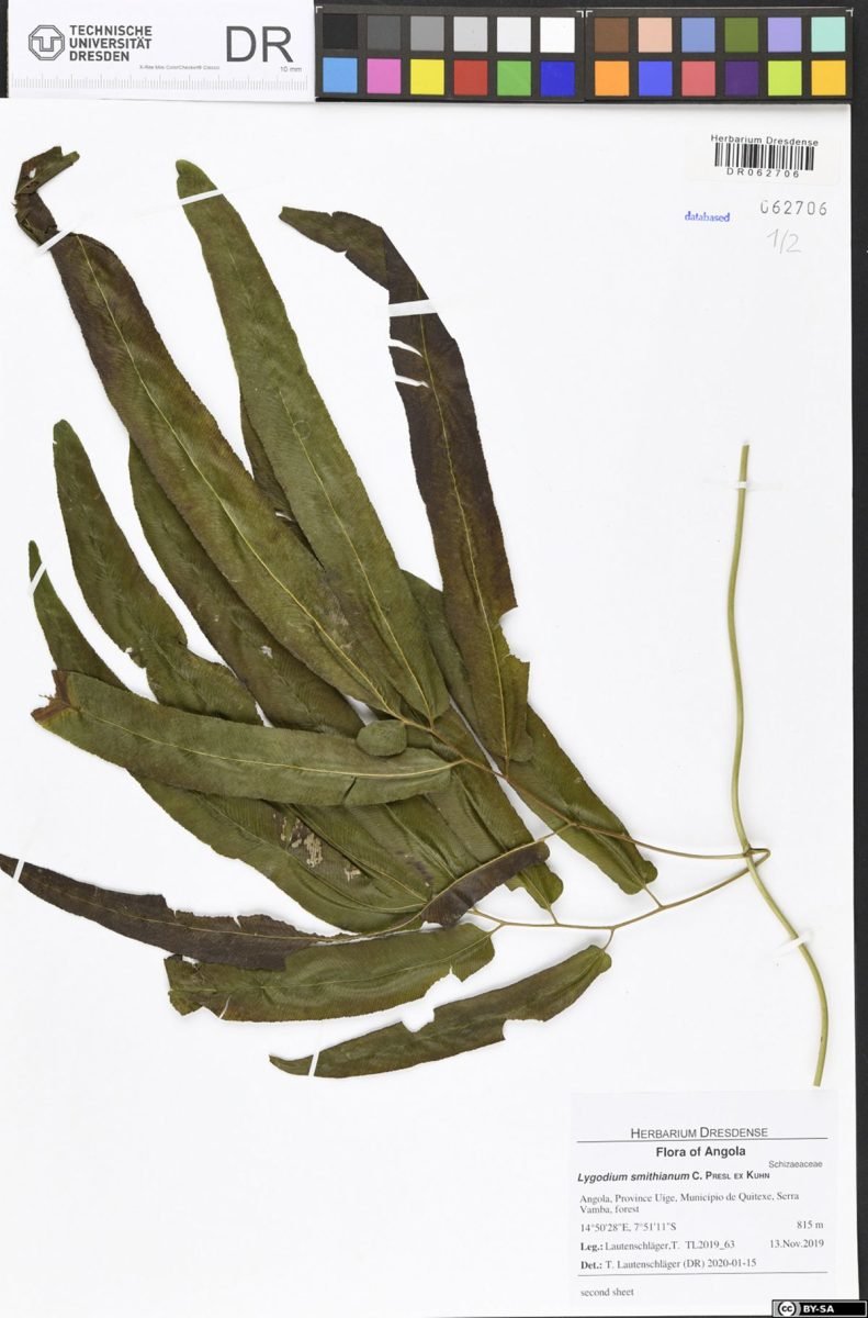 Lygodium smithianum photograph 2