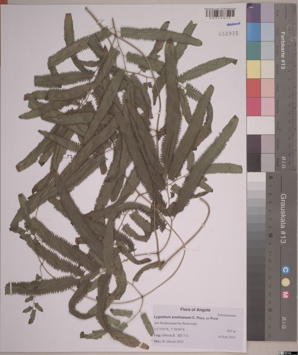 Lygodium smithianum photograph 3