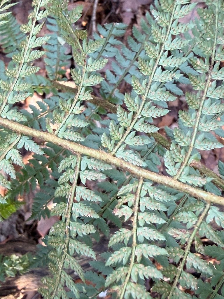 Polystichum setiferum photograph 6
