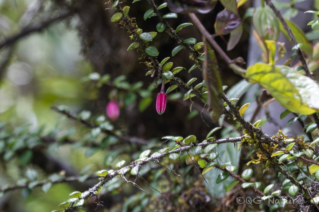 Agapetes brevituba photograph 6