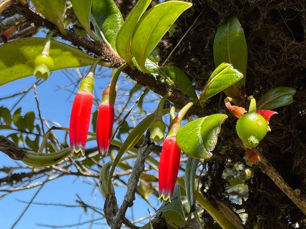 Agapetes brevituba photograph 5