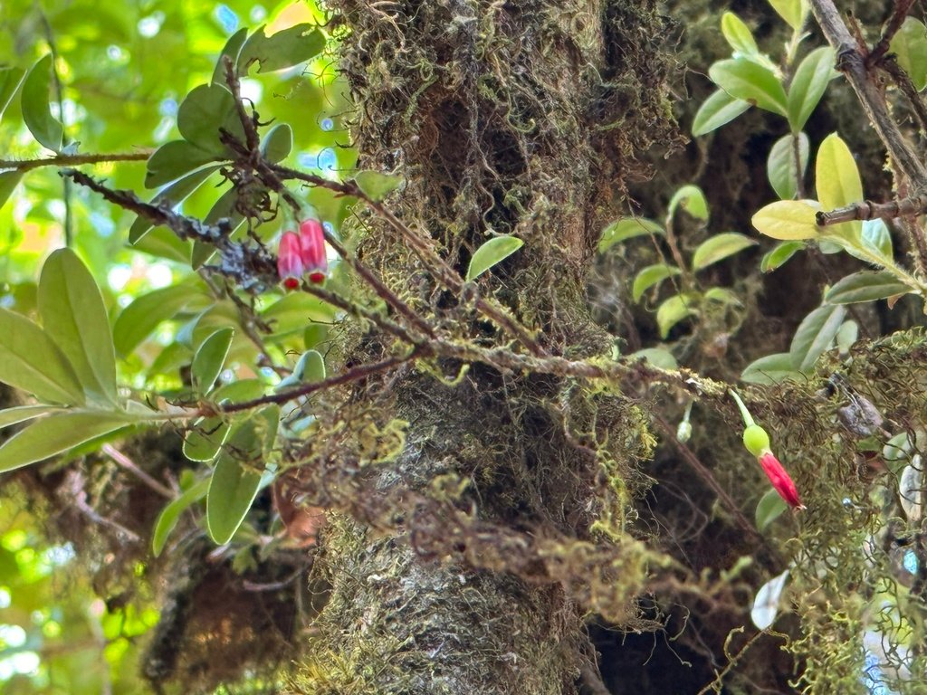 Agapetes brevituba photograph 4