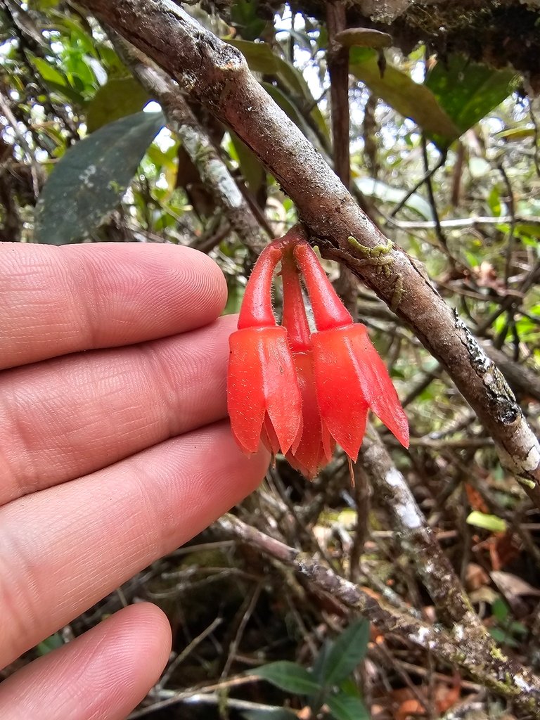 Agapetes brevituba photograph 3