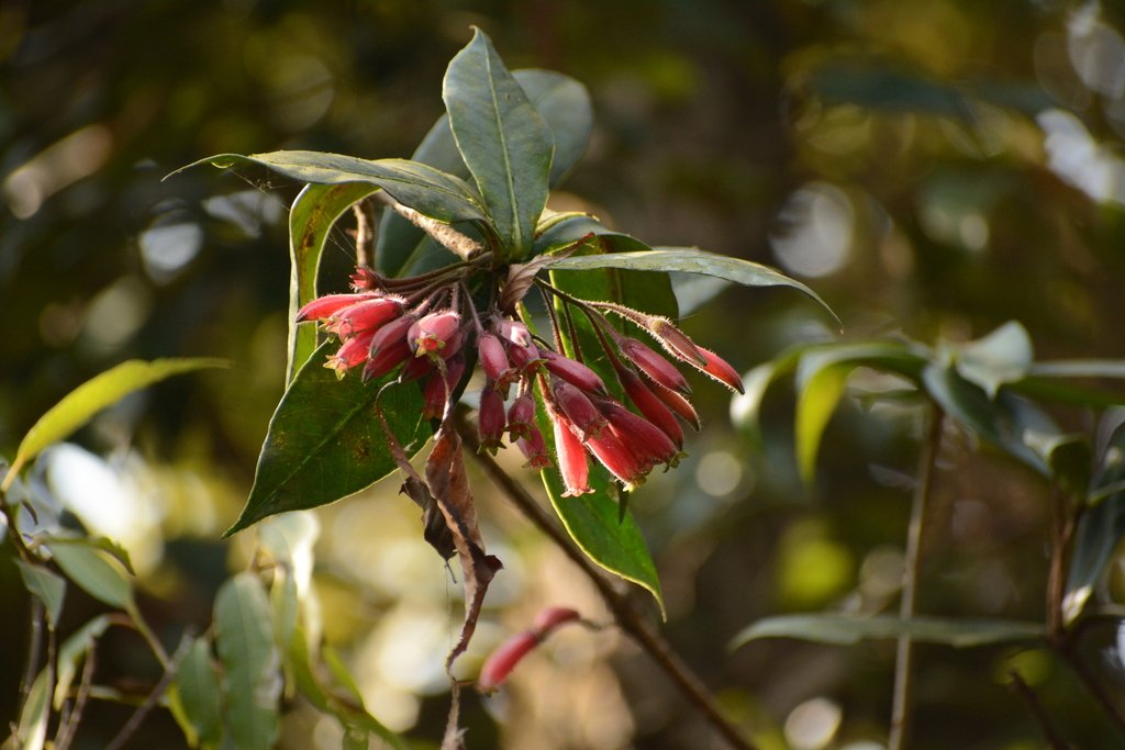 Agapetes brevituba photograph 2