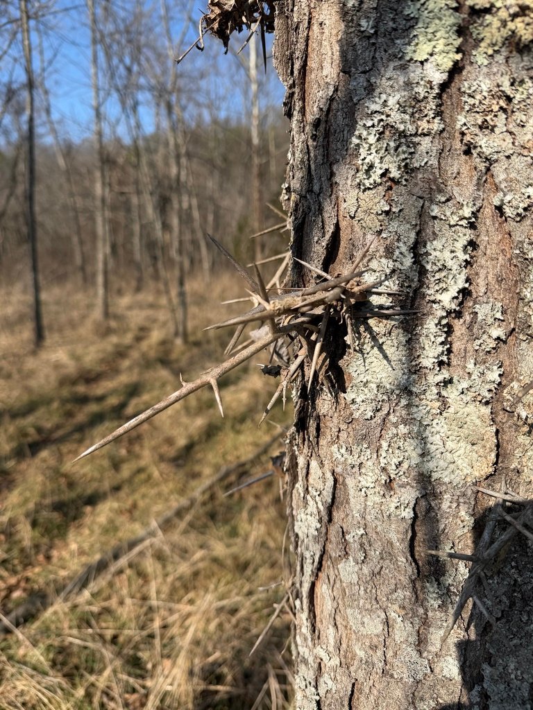 Gleditsia triacanthos photograph 3