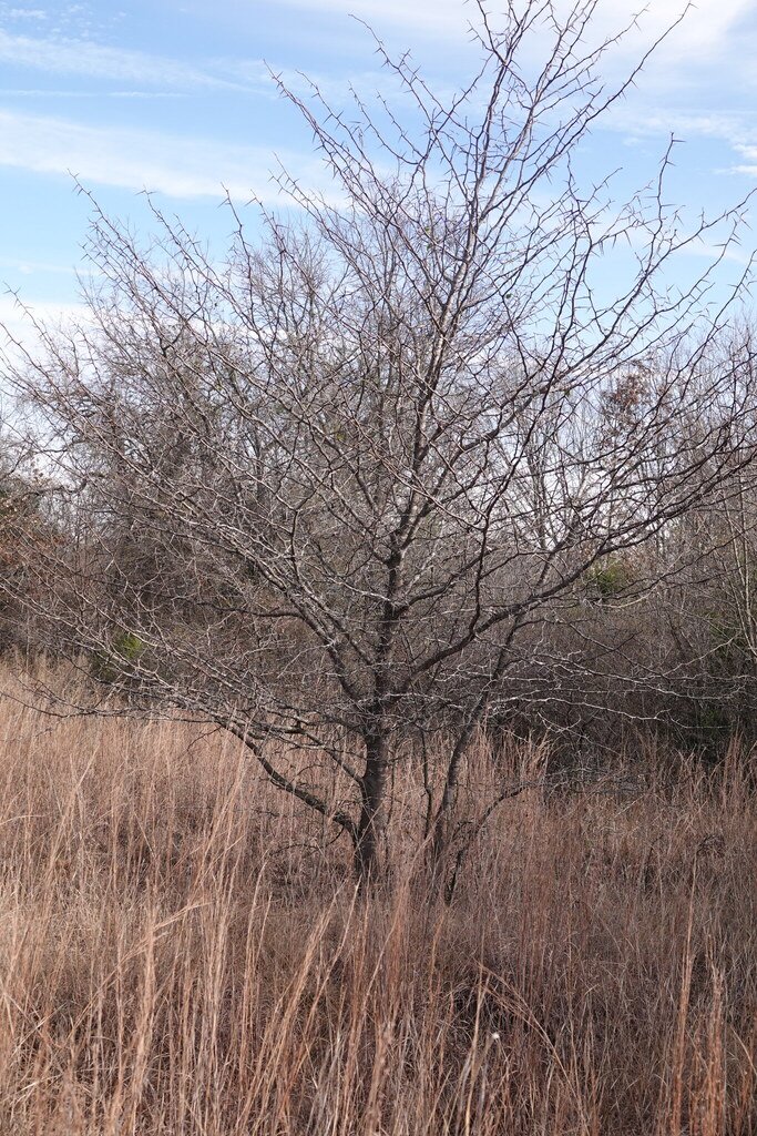 Gleditsia triacanthos photograph 5