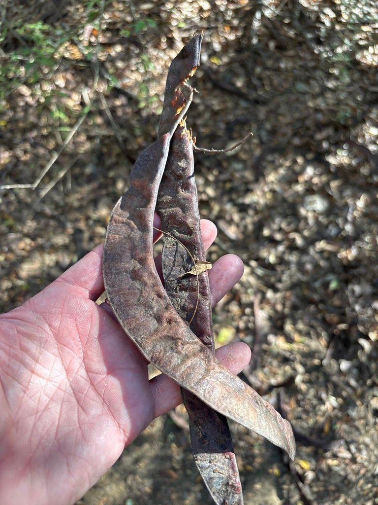 Gleditsia triacanthos photograph 2