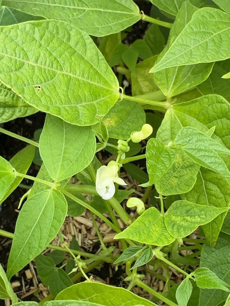 Phaseolus vulgaris photograph 2