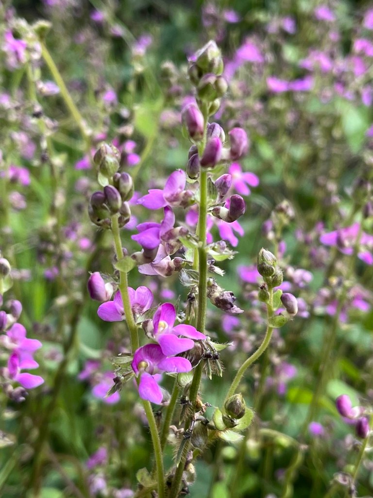 Phaseolus vulgaris photograph 4