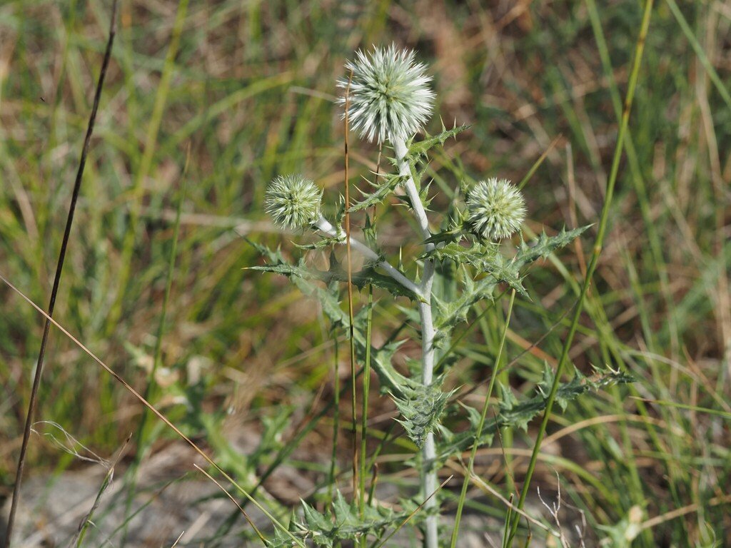 Echinops ritro photograph 6