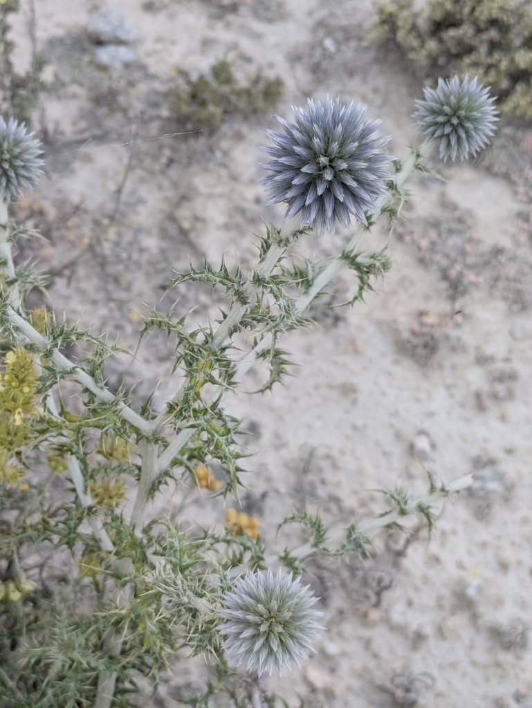 Echinops ritro photograph 4