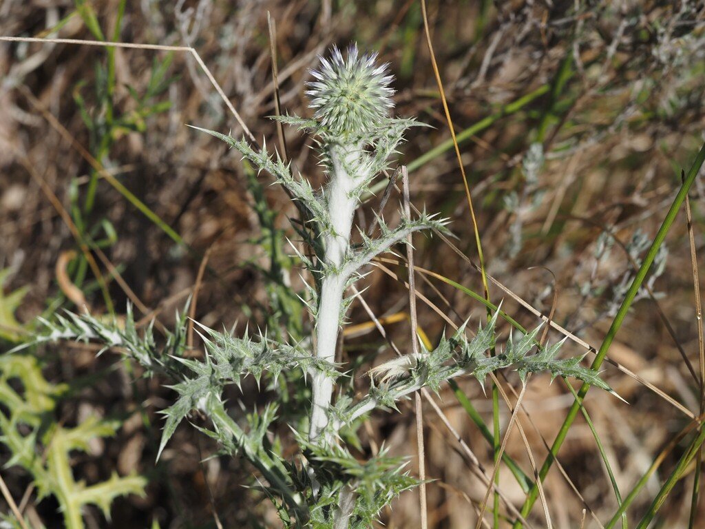 Echinops ritro photograph 5