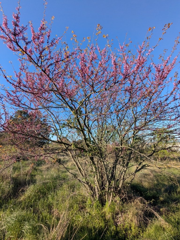 Cercis siliquastrum photograph 3