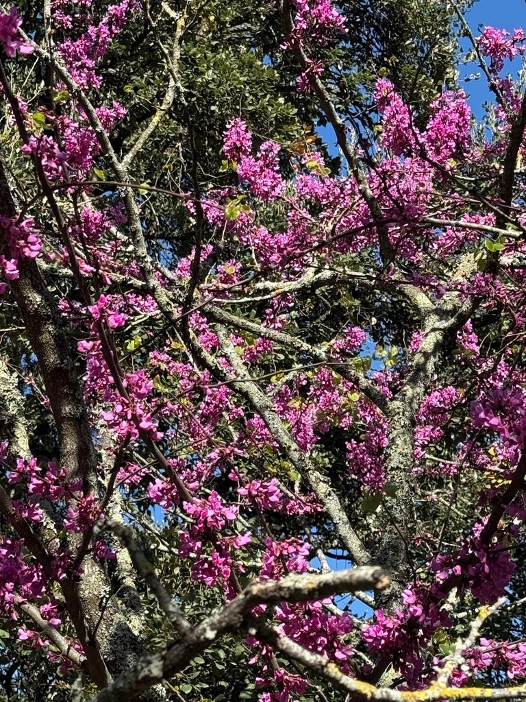 Cercis siliquastrum photograph 2